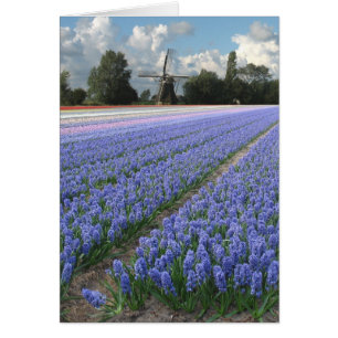 Frühlings-blaue Hyazinthen-Blumen-Feld-Windmühle