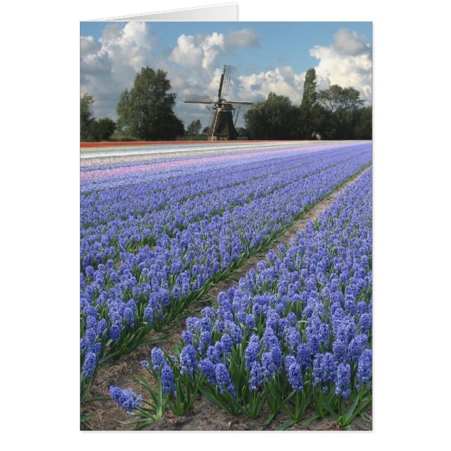 Frühlings-blaue Hyazinthen-Blumen-Feld-Windmühle (Vorne)