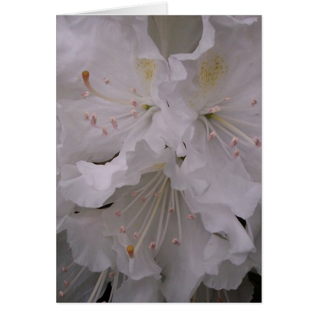 Frühlings-Blüten (Vorne)