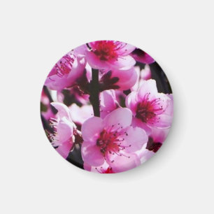 Frühlings-Blüten Magnet