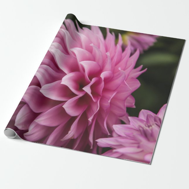 Frühlings-Dahlie-Blume Geschenkpapier (Ungerollt)