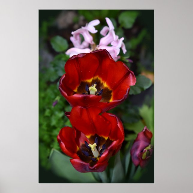 Frühlings Erwachen, Tulpen Poster (Vorne)