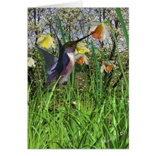 Frühlings-Kolibri-Karten