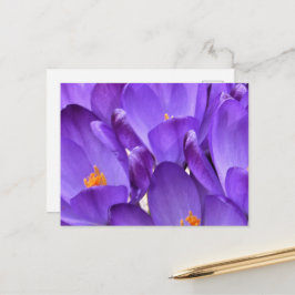 Frühlings-Krokus-Fotografie Postkarte