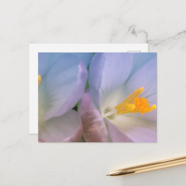 Frühlings-Krokus-Fotografie Postkarte (Vorderseite/Rückseite Beispiel)