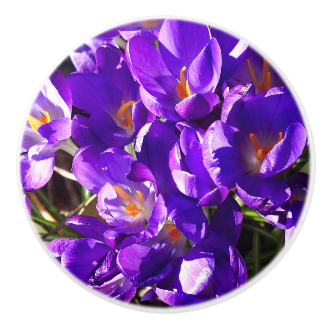 FRÜHLINGS-KROKUS KERAMIKKNAUF (Vorderseite)