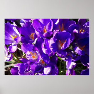 FRÜHLINGS-KROKUS POSTER