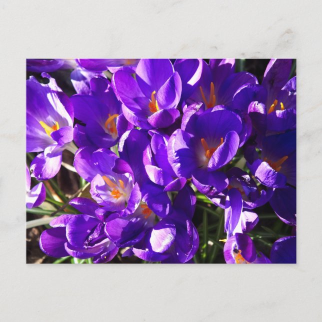 FRÜHLINGS-KROKUS POSTKARTE (Vorderseite)