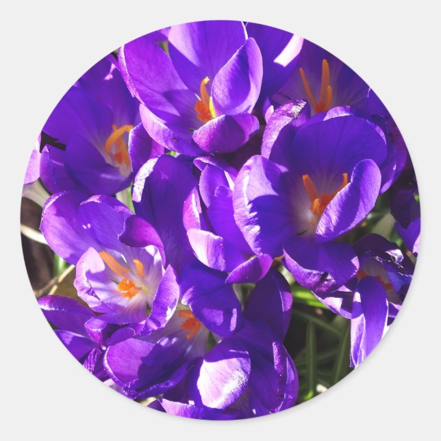 FRÜHLINGS-KROKUS RUNDER AUFKLEBER (Vorderseite)