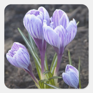 FRÜHLINGS-LILA KROKUS QUADRATISCHER AUFKLEBER