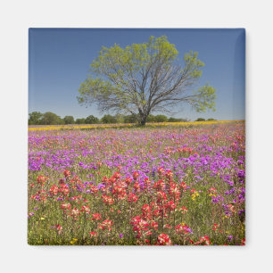 Frühlings-Mesquitebäume wachsen in Wildblumen, Magnet