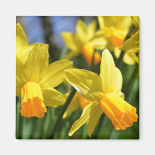 Frühlings-Narzissen-Blumen-Magnet Magnet