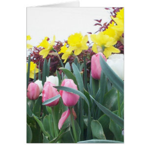 Frühlings-Narzissen und Tulpen