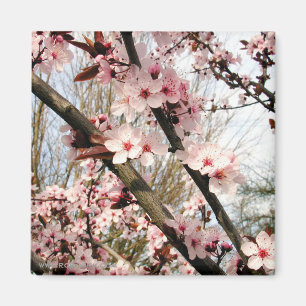 Frühlings-Pflaumen-Blüten-Fotografie Magnet