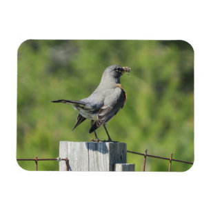 Frühlings-Rotkehlchen Magnet