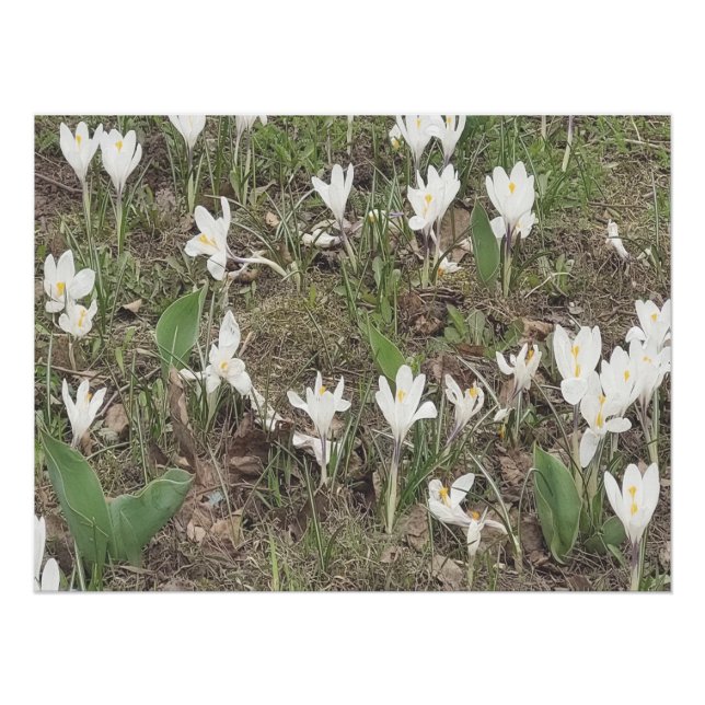 Frühlings-Schneeglöckchen blühen in sanfter Pastel Poster (Vorderseite)