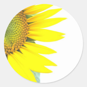 Frühlings-Sonnenblumen Runder Aufkleber