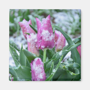 Frühlings-Tulpe-Magnet Magnet