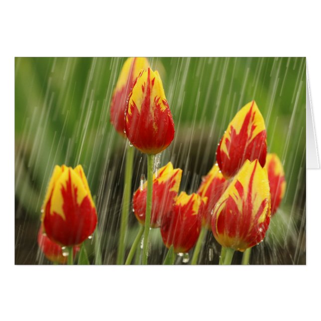 Frühlings-Tulpen (Vorderseite (Horizontal))