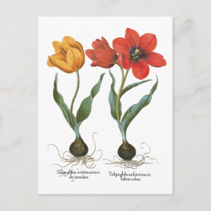 Frühlings-Tulpen-Blumen von Basilius Besler Postkarte
