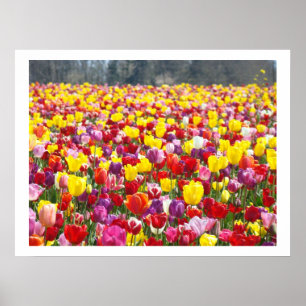 Frühlings-Tulpen-Blumenfest Garten Kunst Drucke