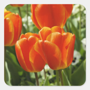 Frühlings-Tulpen-Garten Quadratischer Aufkleber