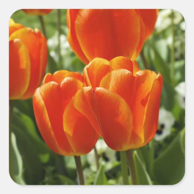 Frühlings-Tulpen-Garten Quadratischer Aufkleber (Vorderseite)