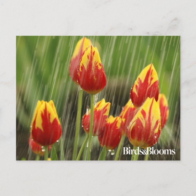 Frühlings-Tulpen Postkarte (Vorderseite)