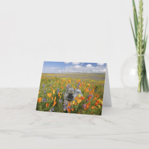 Frühlings-Welpe Notecard Karte