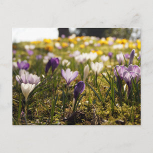 Frühlings Wiese mit Krokus im Gegenlicht Postkarte