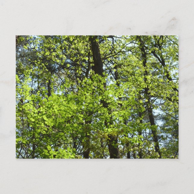 Frühlingsapfel Verlasse Natur Postkarte (Vorderseite)