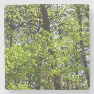 Frühlingsapfel Verlasse Natur Steinuntersetzer