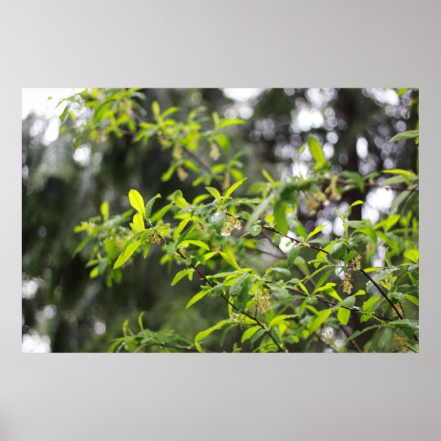 Frühlingsbaum im Regen Poster (Vorne)