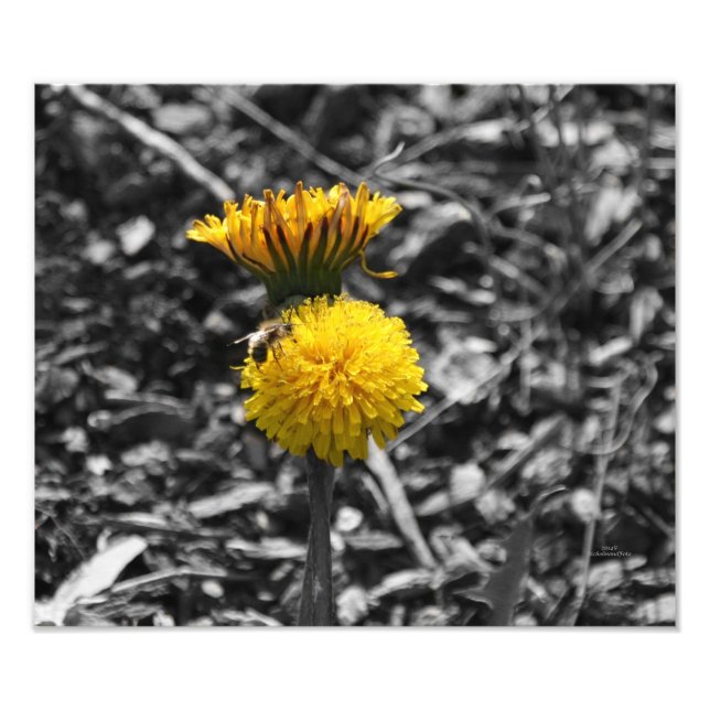 Frühlingsbestäubung Fotodruck (Vorne)