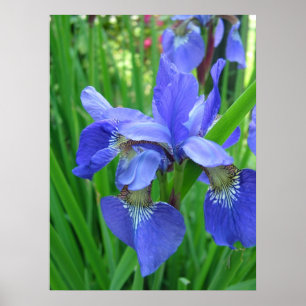 Frühlingsblaue Iris-Blume und grüne Blätter Poster
