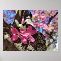 Frühlingsblühender Apfelbaum. Pinke Blumen
