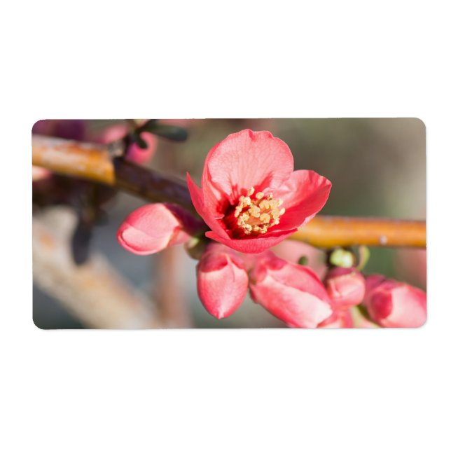 FrühlingsBlume (Vorne)