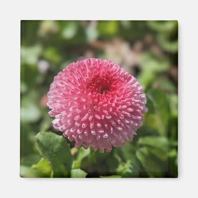 FrühlingsBlume Magnet (Vorne)