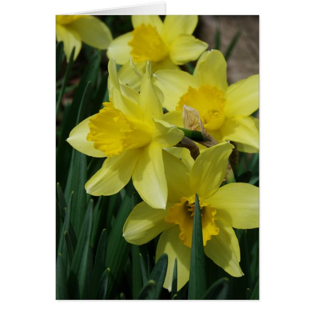 Frühlingsblumen (Vorne)