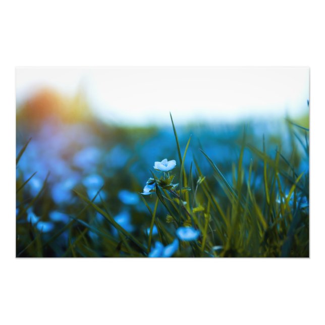 Frühlingsblumen auf dem Feld Fotodruck (Vorne)