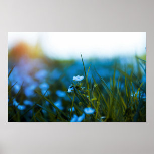 Frühlingsblumen auf dem Feld Poster