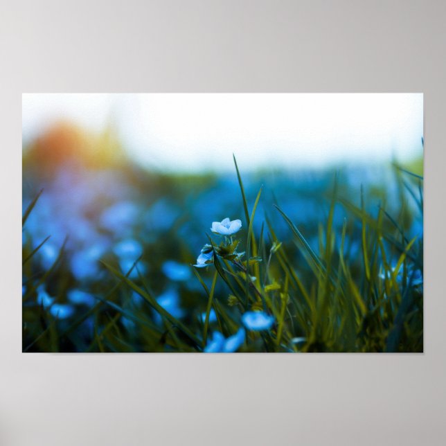 Frühlingsblumen auf dem Feld Poster (Vorne)