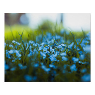 Frühlingsblumen auf dem Feld Poster