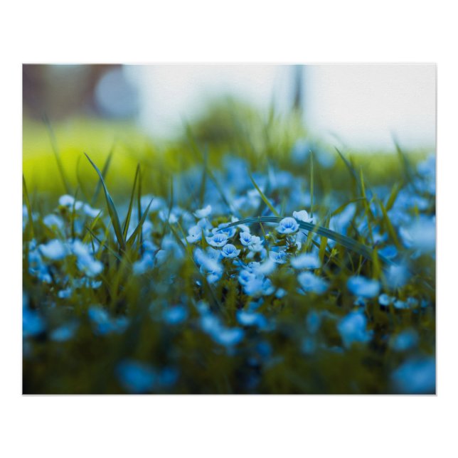 Frühlingsblumen auf dem Feld Poster (Vorderseite)