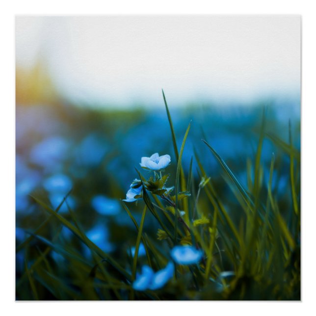 Frühlingsblumen auf dem Feld Poster (Vorderseite)