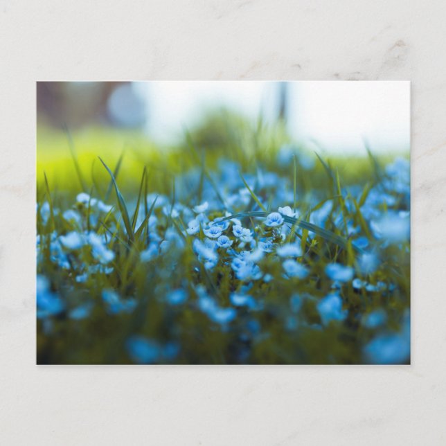 Frühlingsblumen auf dem Feld Postkarte (Vorderseite)