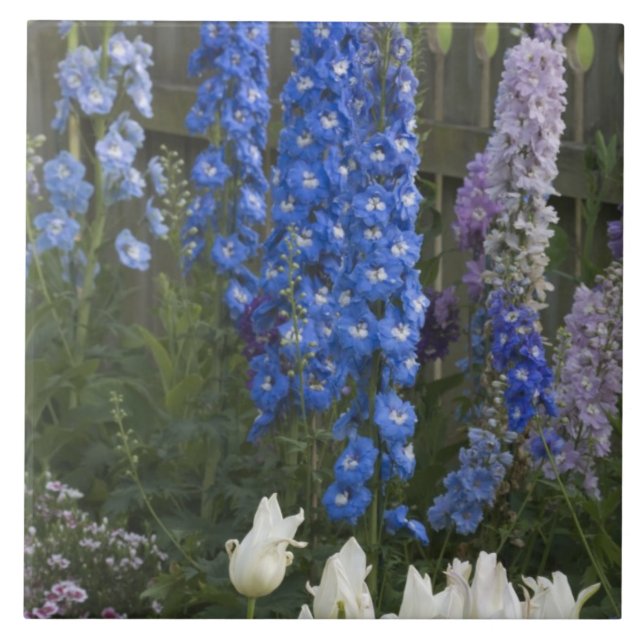 Frühlingsblumen auf einem Gartenweg, Georgien 2 Fliese (Vorderseite)