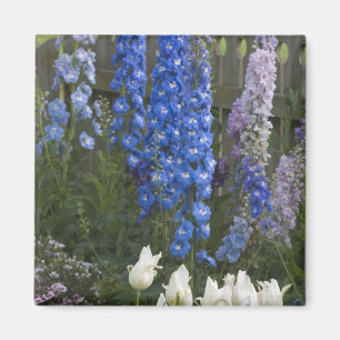 Frühlingsblumen auf einem Gartenweg, Georgien 2 Magnet