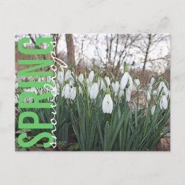 Frühlingsblumen, blumenweiße Schneefälle Postkarte