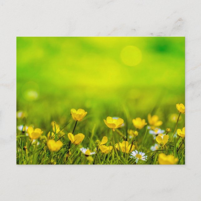 Frühlingsblumen Hintergrund Postkarte (Vorderseite)